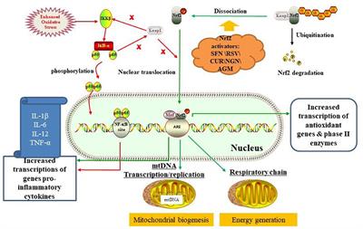 nrf2 stress oxidative inflammation mitochondrial autism frontiersin asd dysfunction dietary disorders phytochemicals systematic spectrum activators against